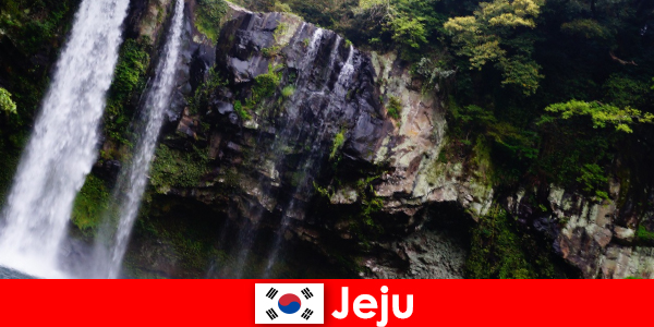 Jeju Dél-Koreában a szubtrópusi vulkáni sziget lenyűgöző erdők külföldiek