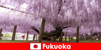 Naturreisen für Fremde in die unberührte Natur von Fukuoka Japan
