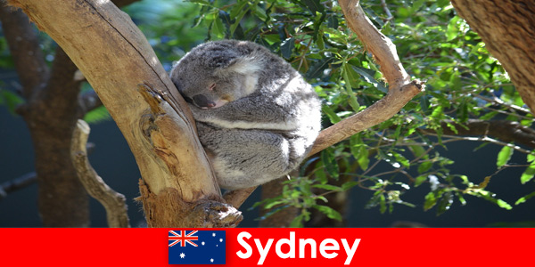 Úti cél Sydney Ausztrália az egzotikus állatkertben éjszakai tapasztalattal