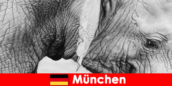 जर्मनी म्यूनिख में सबसे मूल चिड़ियाघर के लिए आगंतुकों के लिए विशेष यात्रा