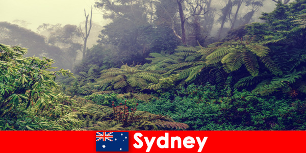 探索澳大利亚悉尼进入令人印象深刻的国家公园世界