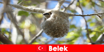 Naturtouristen erleben die Welt der Bäume und Vögel in Belek Türkei