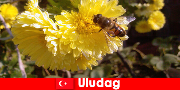 Ανακαλύψτε όμορφη πανίδα και χλωρίδα στο Uludag Τουρκία