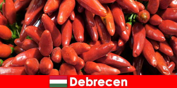 Das berühmteste Gemüse das fast in jedem Gericht in Debrecen Ungarn vorkommt