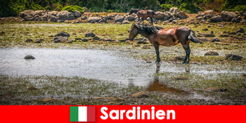 Wilde Tiere und Natur hautnah als Fremde in Sardinen Italien erleben