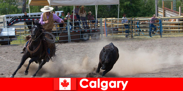 当地人和来自世界各地的客人都喜欢加拿大卡尔加里的牛仔竞技表演