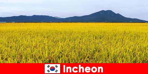 Інчхон Південна Корея свято природи для любителів між флорою і фауною