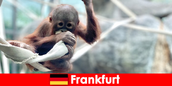 Frankfurt Familienausflug im zweitältesten Zoo in Deutschland