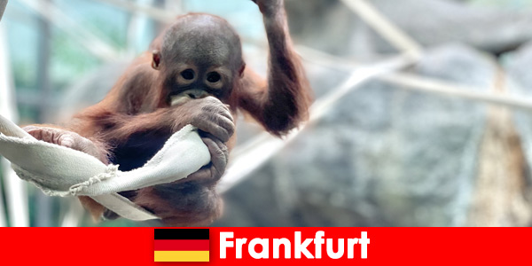 Percutian keluarga Frankfurt di zoo kedua tertua di Jerman