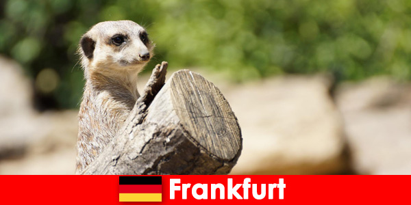 Artenvielfalt und viele Programme für Familien in Frankfurter Zoo in Deutschland